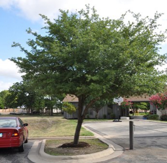 5.jpg - Central Texas Tree Care