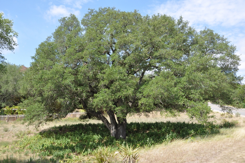 10 - Central Texas Tree Care