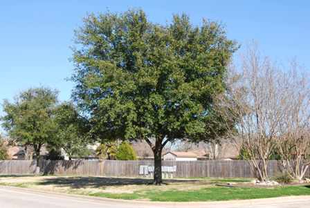 7 - Central Texas Tree Care